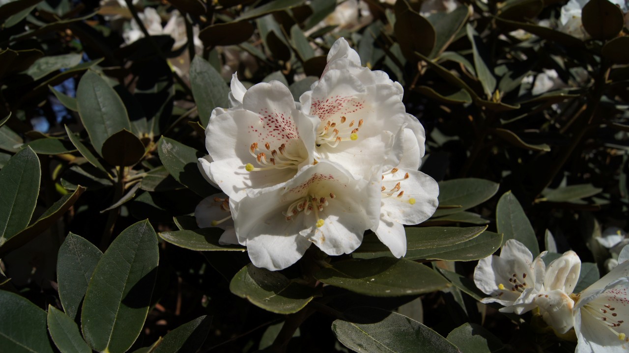 Image of R. pachysanthum